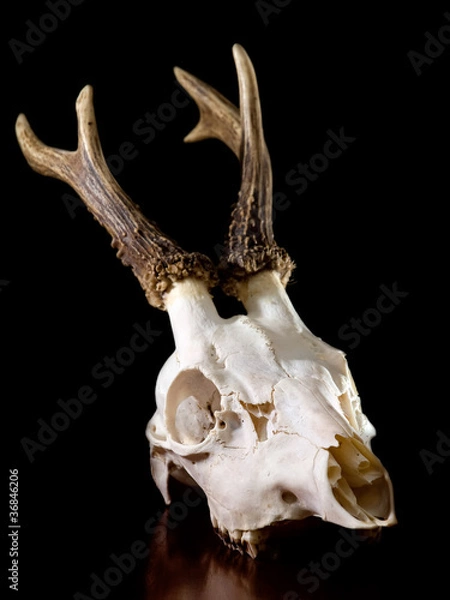 Obraz Deer skull