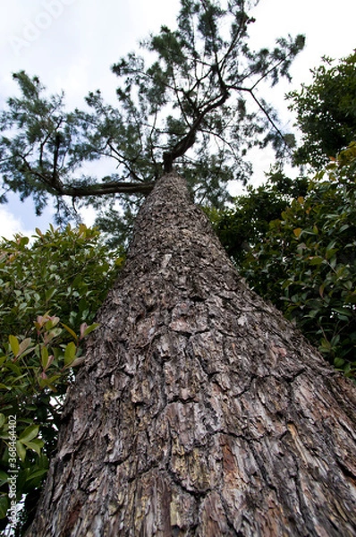 Fototapeta There is a pine tree.