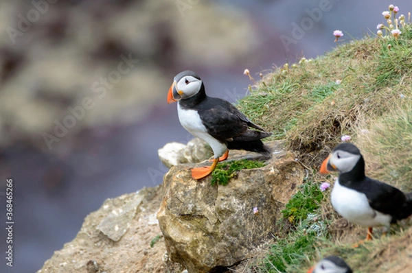 Fototapeta Puffins perched on a grassy cliff at Bempton Cliffs, Bridlington, East Yorkshire