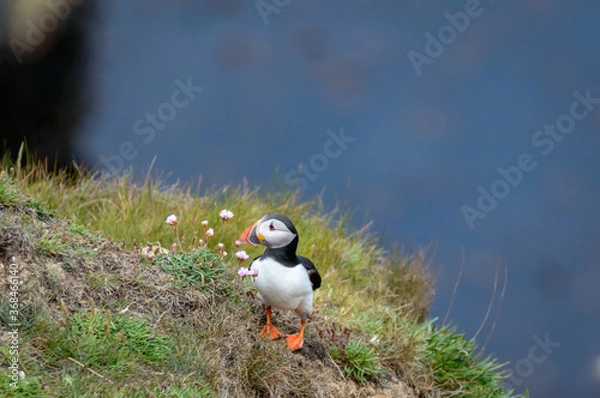 Fototapeta Puffins perched on a grassy cliff at Bempton Cliffs, Bridlington, East Yorkshire