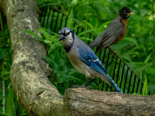 Obraz Bluejay and Robin