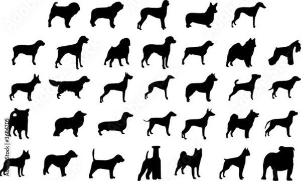 Obraz dogs silhouettes