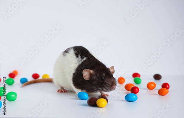 Obraz Black and white rat sits in a bowl with colorful candies