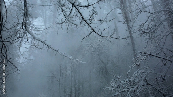 Obraz trees in the fog