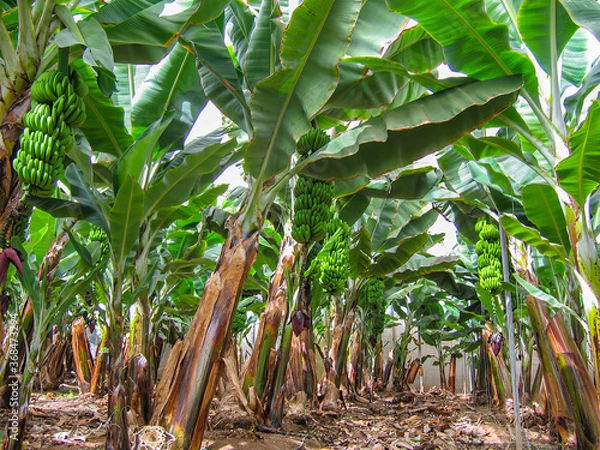 Obraz Gran Canaria, Spain - 10/23/2007: Banana plantation with banana tree