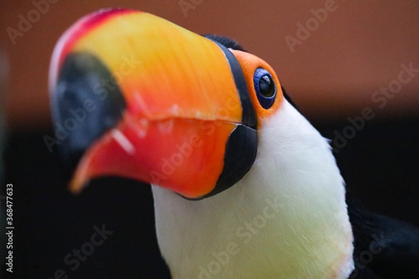 Fototapeta A toucan bird with a large bright orange beak sits on a branch
