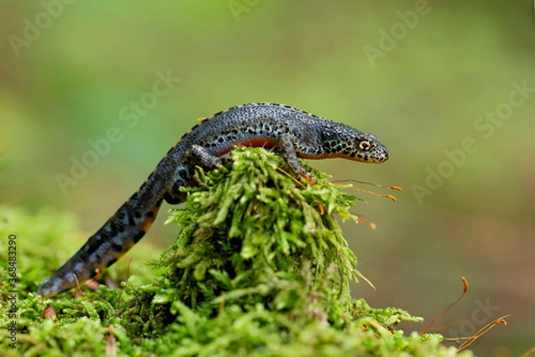 Obraz The alpine newt (Ichthyosaura alpestris) is a species of newt native to continental Europe. Closeup photo of mature male European alpine newt Ichthyosaura alpestris (Amphibia; Urodela; Salamandridae)