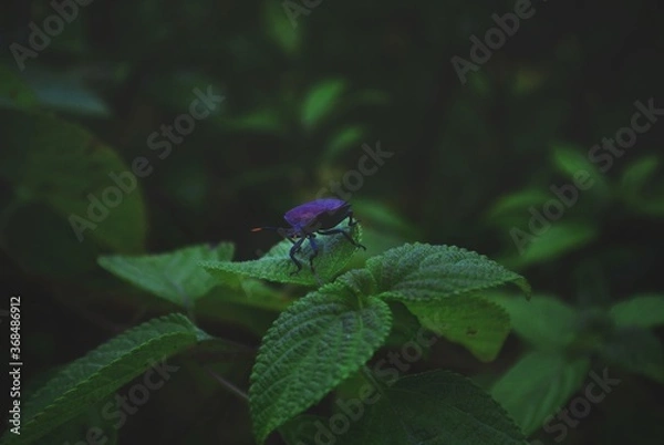 Obraz dragonfly on a leaf