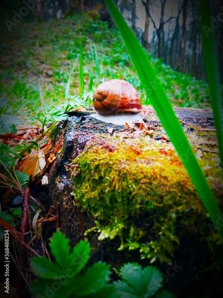 Obraz snail on a tree