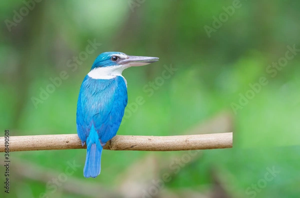 Obraz kingfisher on branch , Collared Kingfisher