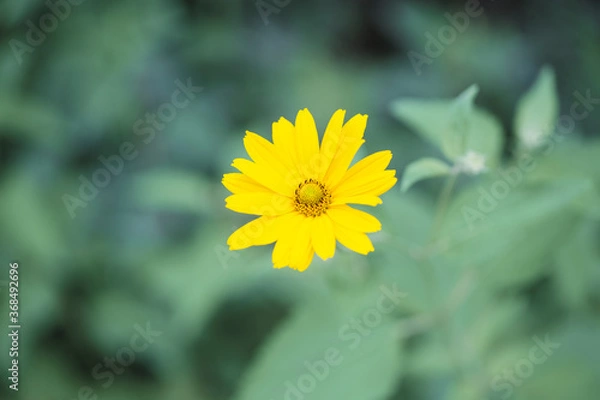 Fototapeta yellow dandelion flower with leaves close up