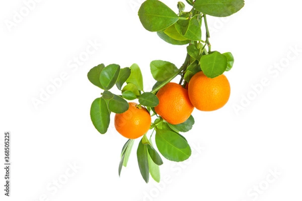 Fototapeta Branch of little oranges isolated on white