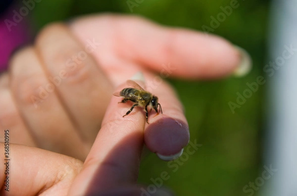 Fototapeta a bee sits on the finger of a woman's hand