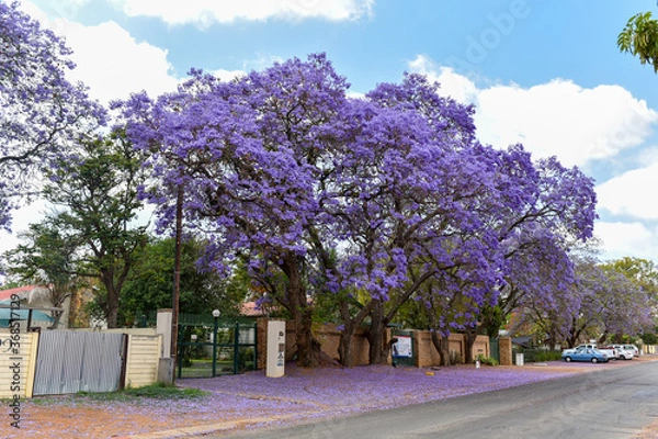Fototapeta Jacaranda Trees are very beautiful symbolic trees in Spring season , South Africa 