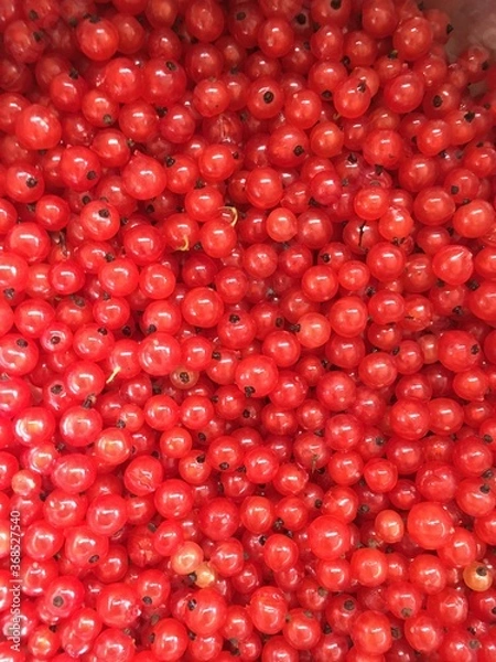 Fototapeta red currant background