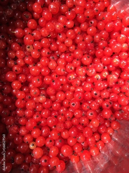 Fototapeta red currant background