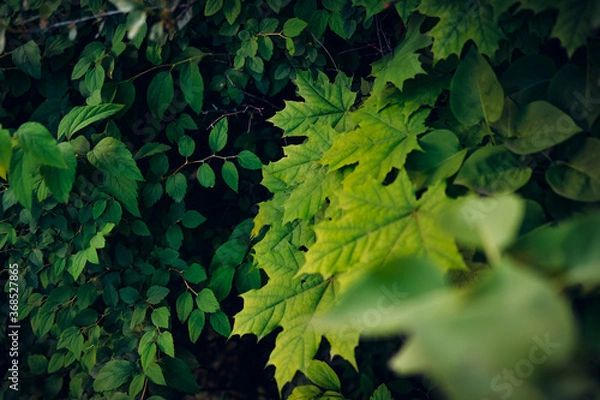 Obraz Green maple leaves. Macro shooting. Background. wallpaper