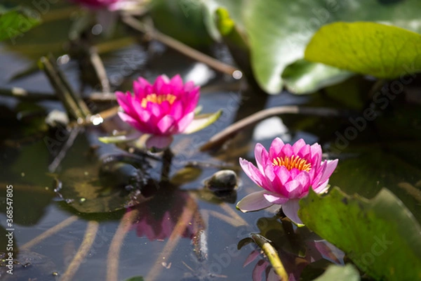 Fototapeta 睡蓮の花