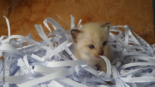 Obraz Kitten in the box