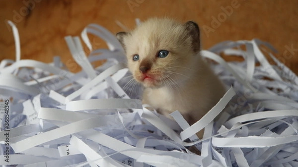 Obraz Kitten in the box