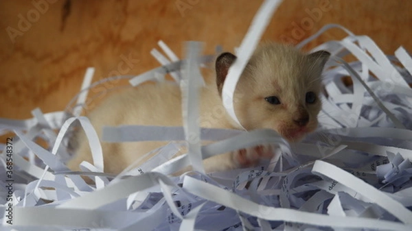 Obraz Kitten in the box