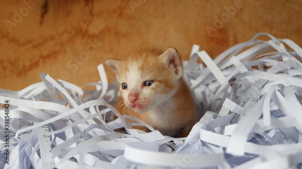 Obraz Kitten in the box