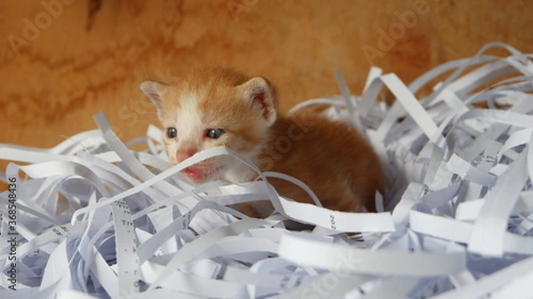 Obraz Kitten in the box