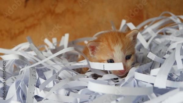 Obraz Kitten in the box