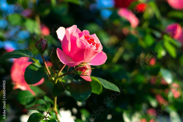 Fototapeta バラの花