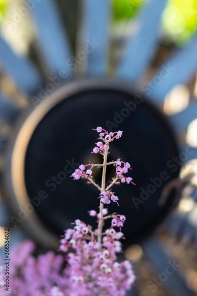 Fototapeta 小さな紫色の花とオブジェ