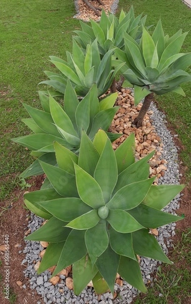Obraz aloe vera plant