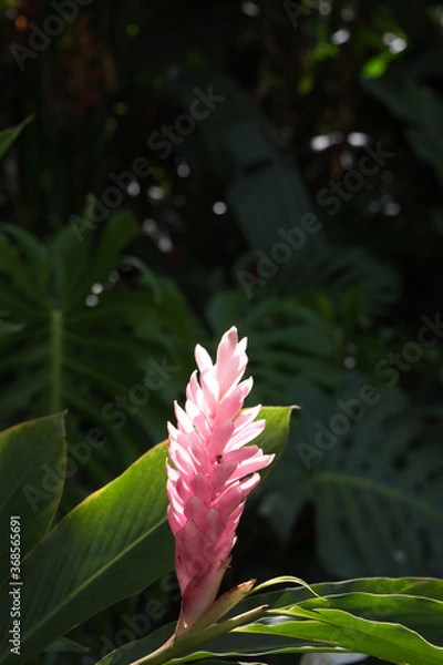 Obraz local pink ginger Hawaiian flower in tropical rainforest habitat ecology at Waimea valley on Oahu 