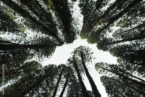 Obraz Tall earthy green pine trees on a tall mountain on the island of Oahu on hawaii