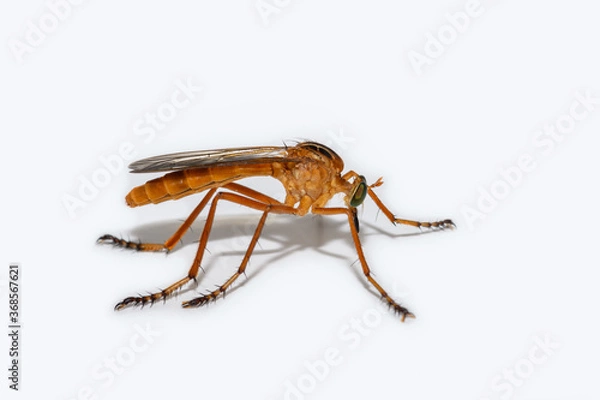 Obraz Hanging Thief - Diogmites neoternatus - Robber Fly on White Background