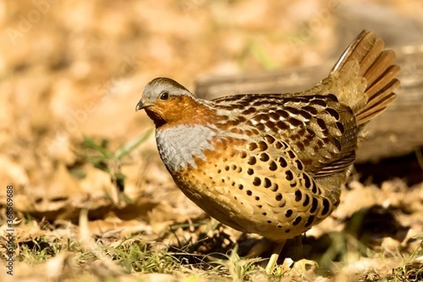 Obraz コジュケイ