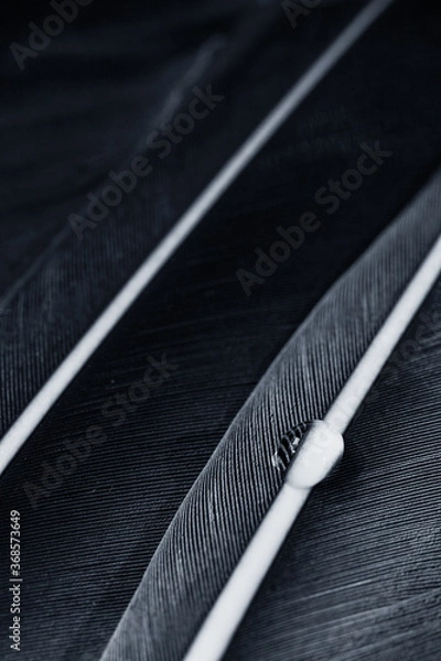 Fototapeta Macro shot of feathers