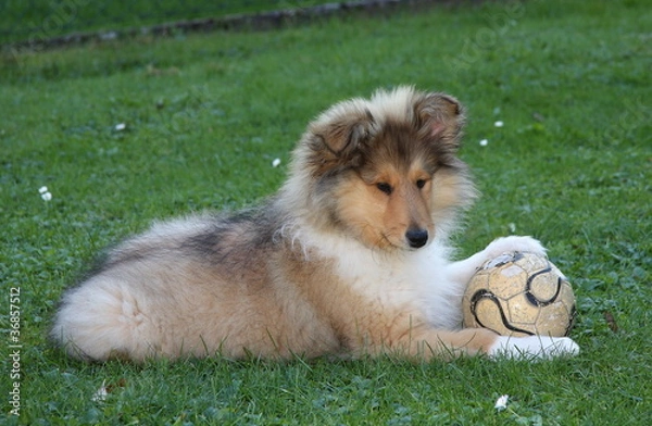 Obraz Collie