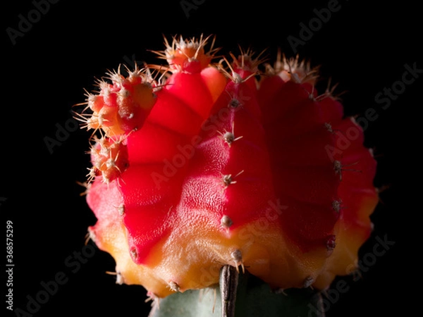 Obraz Red moon cactus closeup