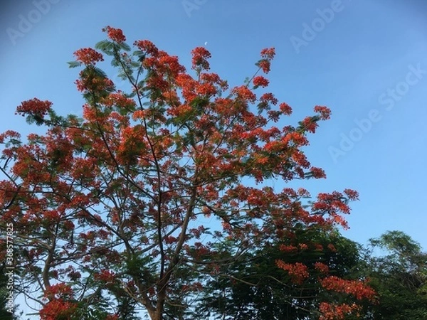 Obraz red maple leaves