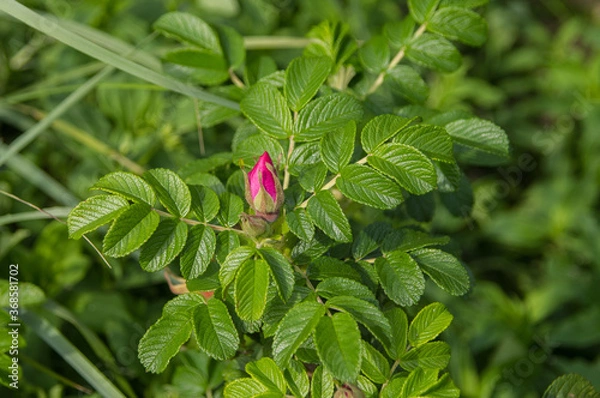 Obraz wild rose bush