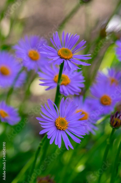 Obraz Aster tongolensis beautiful groundcovering flowers with violet purple petals and orange center, flowering plant in bloom