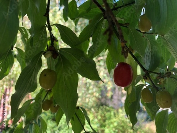 Obraz pear on tree