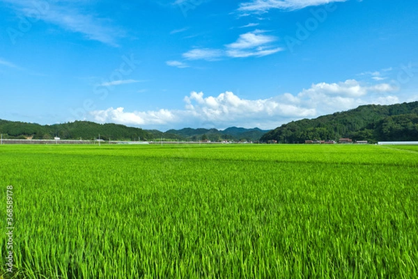 Obraz 真夏の農村風景 青空と水田