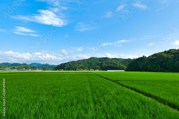Obraz 真夏の農村風景 青空と水田