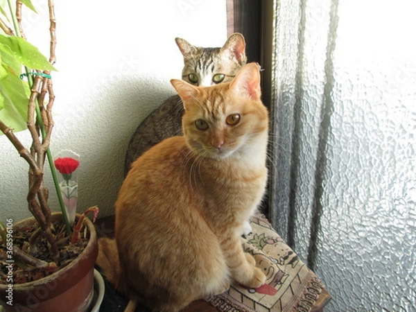 Obraz 二匹のネコ