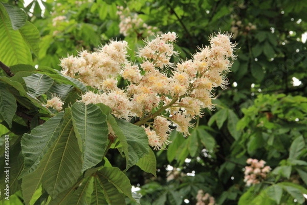 Obraz シャンゼリゼ通りに咲くマロニエの花