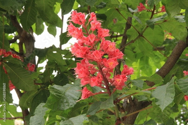 Obraz シャンゼリゼ通りに咲くマロニエの花