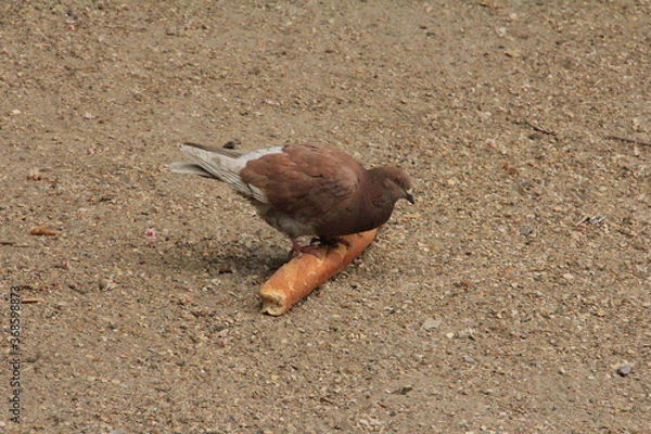 Obraz 公園でお菓子を手に入れたハト