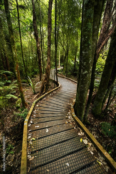 Obraz path in the forest
