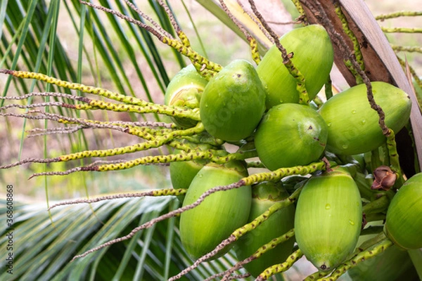 Obraz fresh coconut on the tree